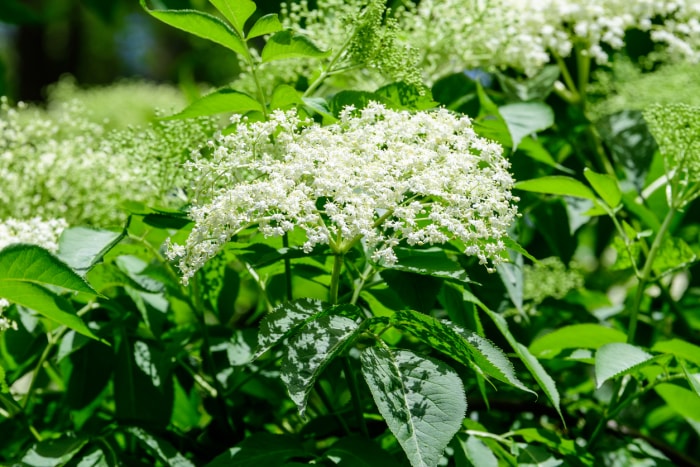 Fleurs de sureau blanc poussant sur un buisson de sureau.