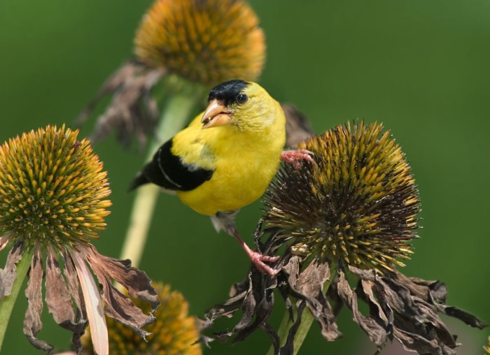 10 plantes de jardin qui nourriront les oiseaux de basse-cour en automne et en hiver