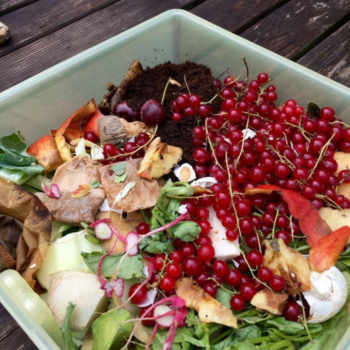 compost avec de la terre de sachets de thé et des groseilles rouges dans un petit seau en plastique