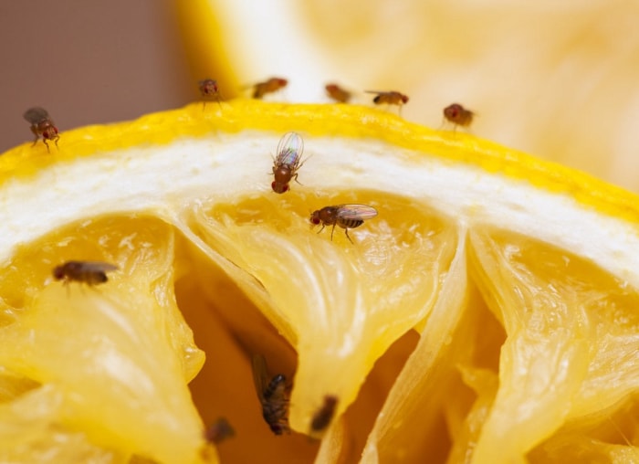 Les mouches à fruits dans la maison