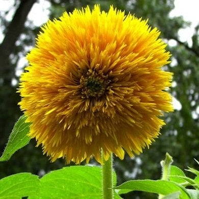 10 fleurs de tournesol à ne pas manquer