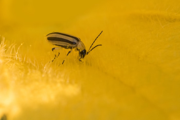 scarabée du concombre rayé jaune et noir, gros plan sur une feuille jaune