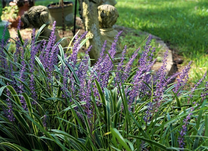 25 plantes faciles à utiliser pour un aménagement paysager à toute épreuve