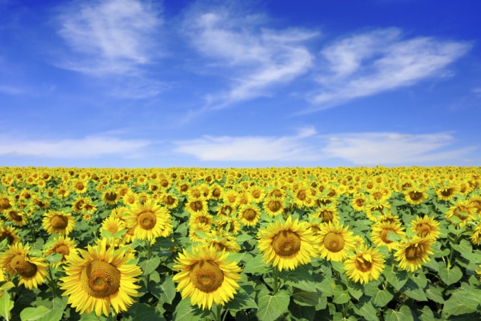 Faits sur le tournesol