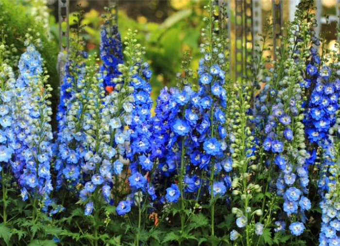 fleurs à l'ancienne