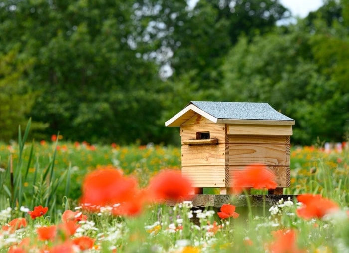 Miel fait maison : comment garder des abeilles dans votre propre jardin