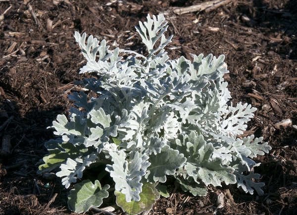 Senecio cineraria (Senecio cineraria)