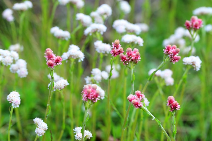 Antennaria dioica. Gros plan sur la plante en fleurs