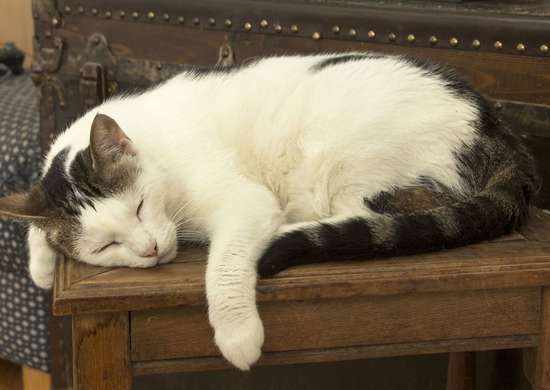 Chat endormi sur un banc de rangement en bois