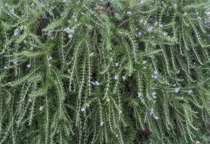 iStock-615109962 plante de jardin rosmarinus antiparasitaire