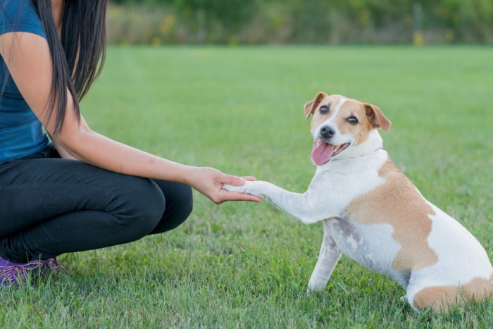 ce qu'il faut savoir sur les appartements adaptés aux animaux - chien serrant la main d'une personne