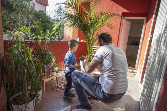 iStock-1239428069 plantes d'intérieur sur un balcon