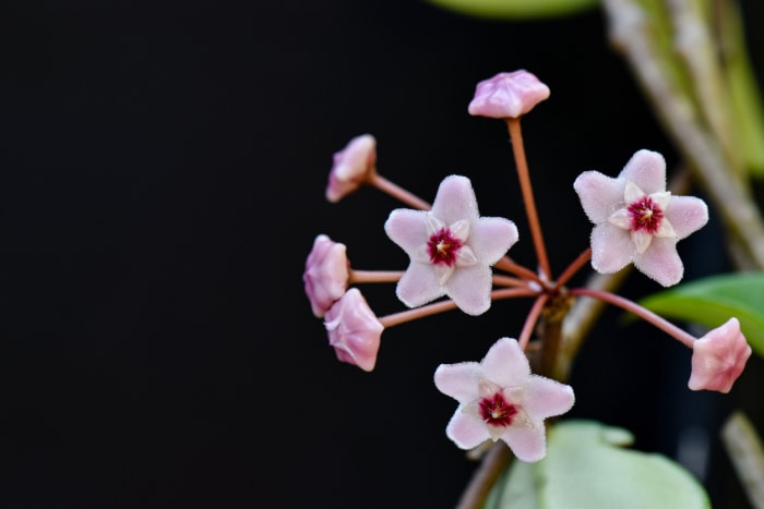 plantes d'intérieur qui sentent le plus