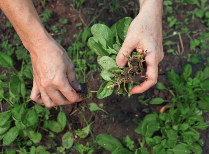 10 choses que tout nouveau jardinier devrait savoir sur le désherbage du potager