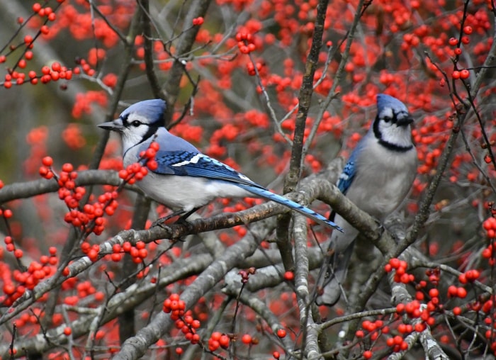 10 plantes de jardin qui nourriront les oiseaux de basse-cour en automne et en hiver