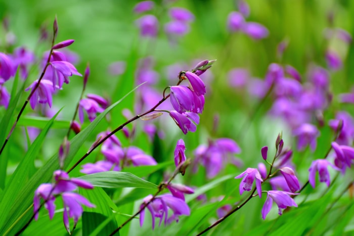 fleurs d'ombre