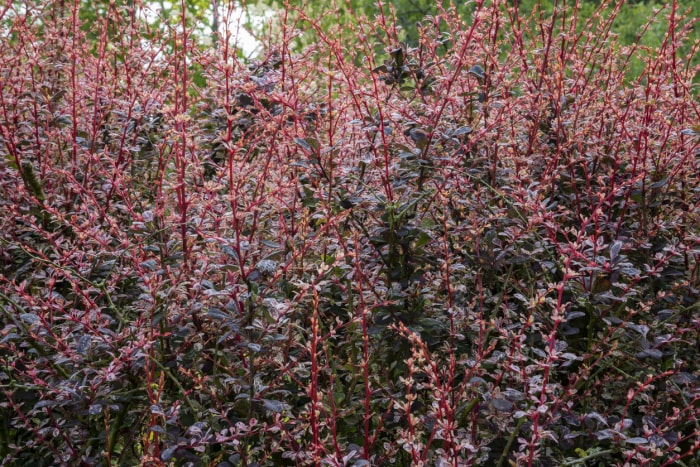 Pousses rouges d'épine-vinette japonaise en haie au printemps avec des feuilles pourpres foncées