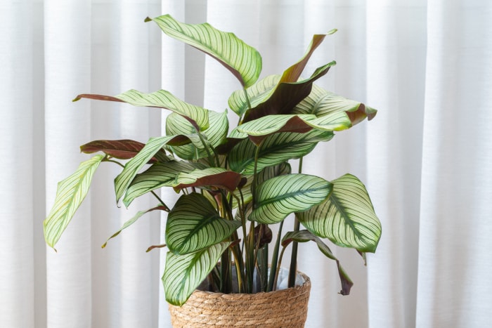 Plante de Calathea Majestica 'White Star' (goeppertia majestueux)