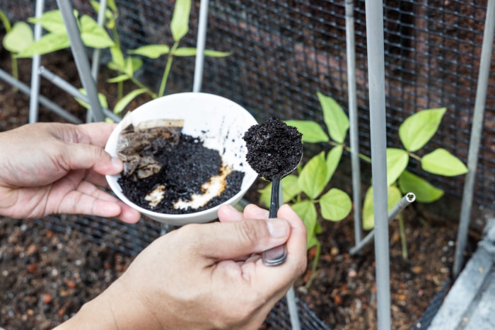 Du marc de café est ajouté aux plantes potagères comme engrais organique naturel riche en azote pour une croissance saine