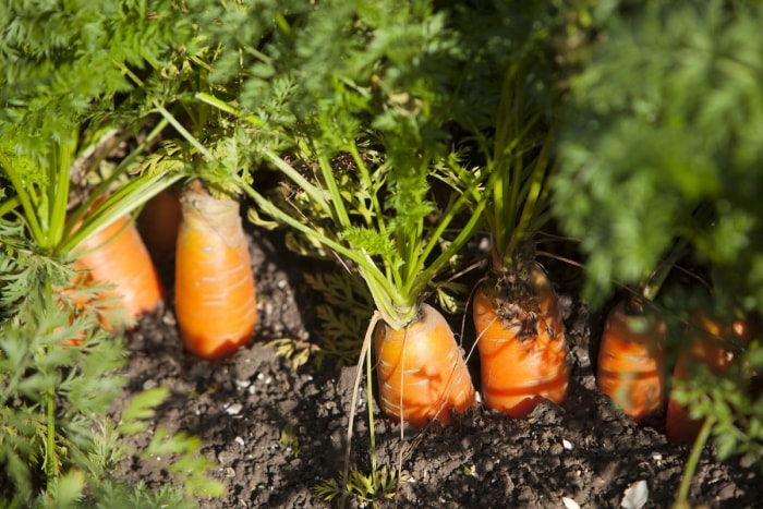 Fanes de carottes dans une plate-bande.