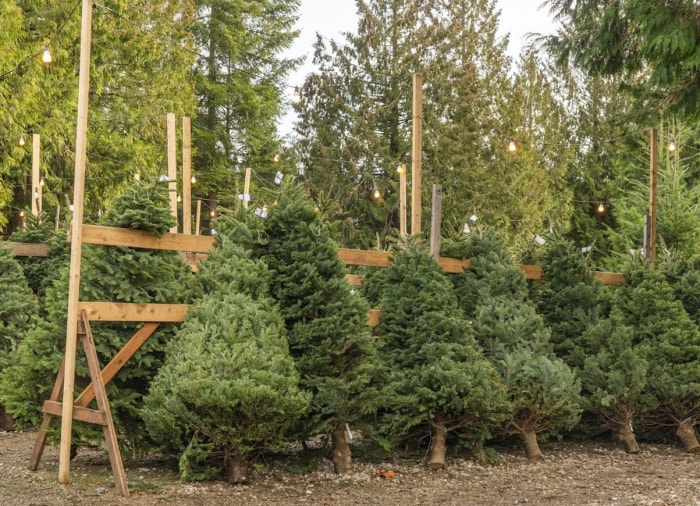 Comment faire durer votre sapin de Noël toute la saison