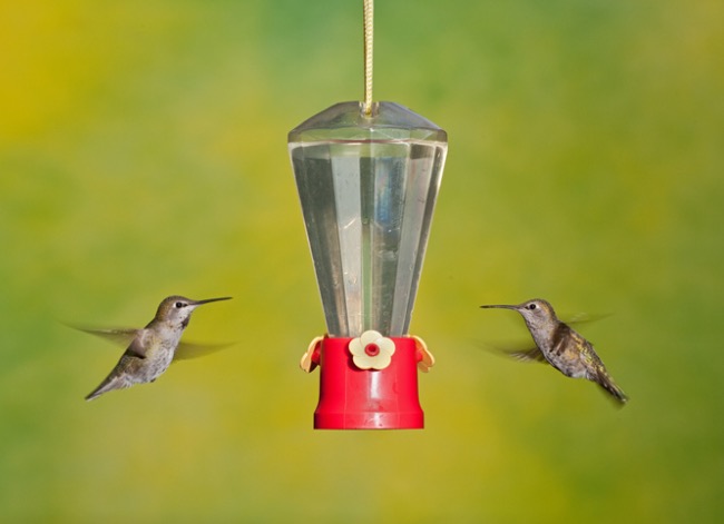 Résolu ! Comment empêcher les fourmis d'accéder aux mangeoires à colibris