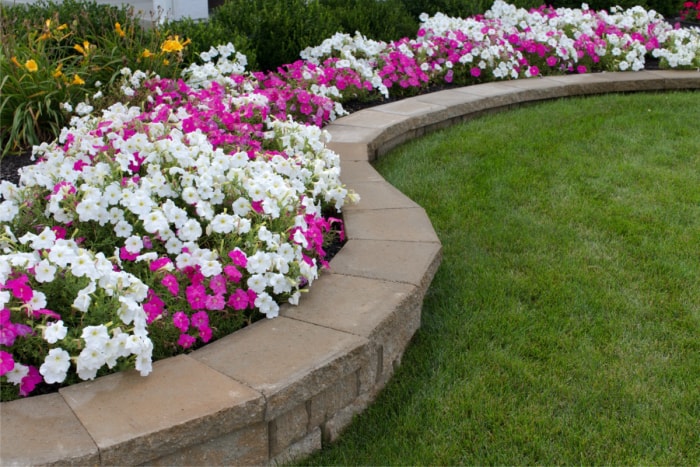 Un parterre de fleurs entouré d'un mur de soutènement en pierre courbé. 