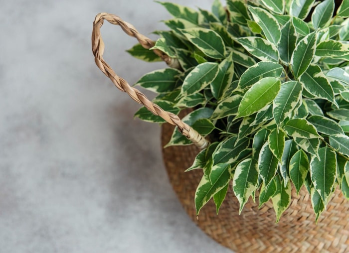 Les 26 meilleures plantes pour la décoration de la salle de bain