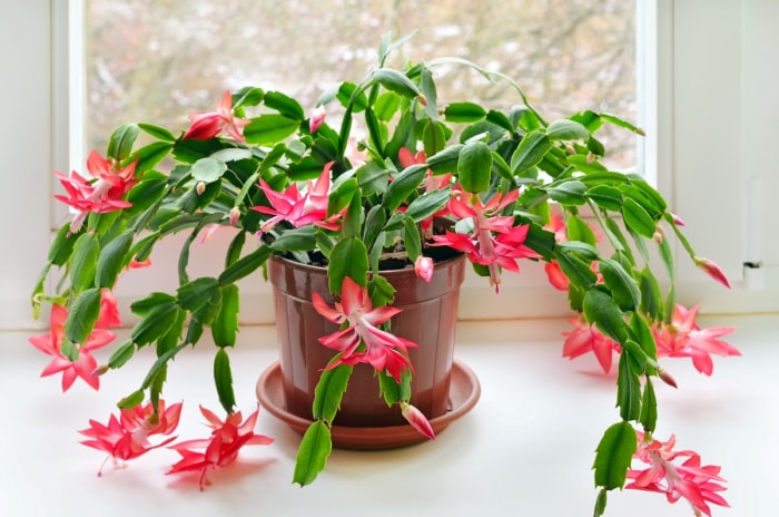 Cactus de Noël avec des fleurs roses.