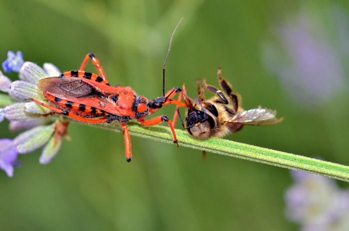 Punaise assassine mangeant une abeille