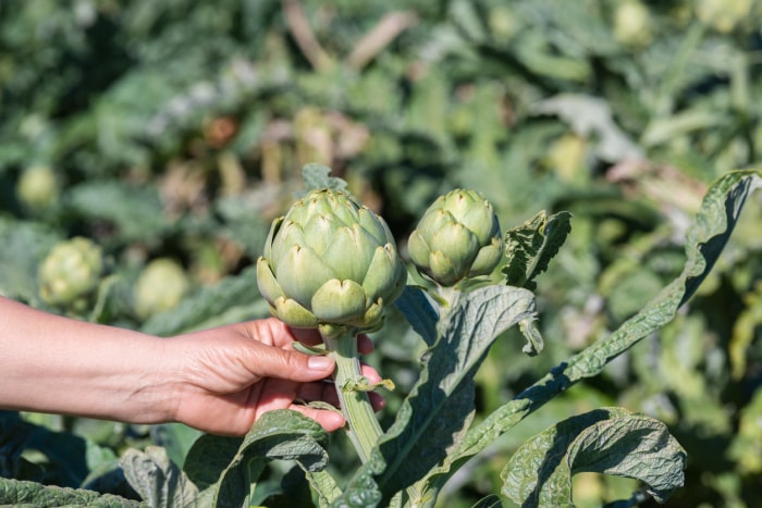 légumes vivaces