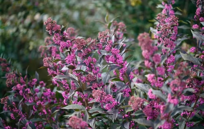 Buisson de sorbier aux feuilles sombres et aux baies violettes