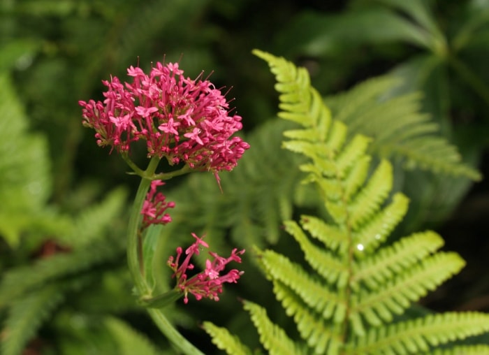 8 jolies plantes qui puent !