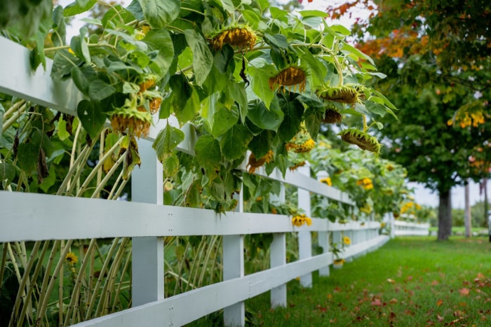 Un groupe de tournesols tombants suspendus au-dessus d'une clôture résidentielle blanche.