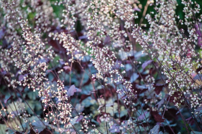 plantes résistantes aux lapins