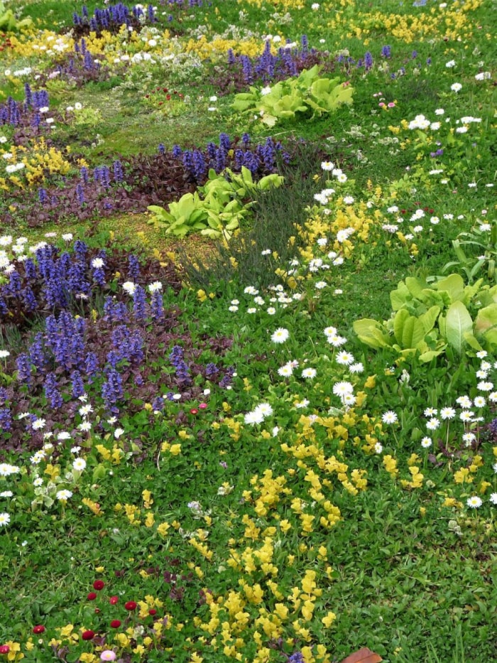 Une pelouse en tapisserie résidentielle avec de la camomille et d'autres plantes couvre-sol durables.