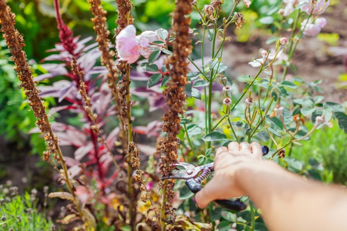 Cueillette de graines de digitales dans un jardin d'été. Le jardinier coupe une tige sèche avec des gousses de graines avec un sécateur. Cultiver des plantes bisannuelles. Nettoyer un parterre de fleurs. Gros plan