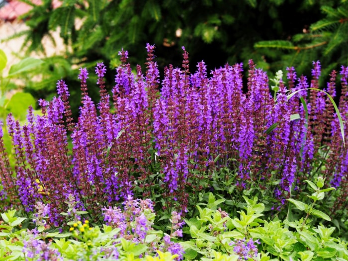 Fleurs de sauge violette des bois par une journée ensoleillée dans un champ vert.