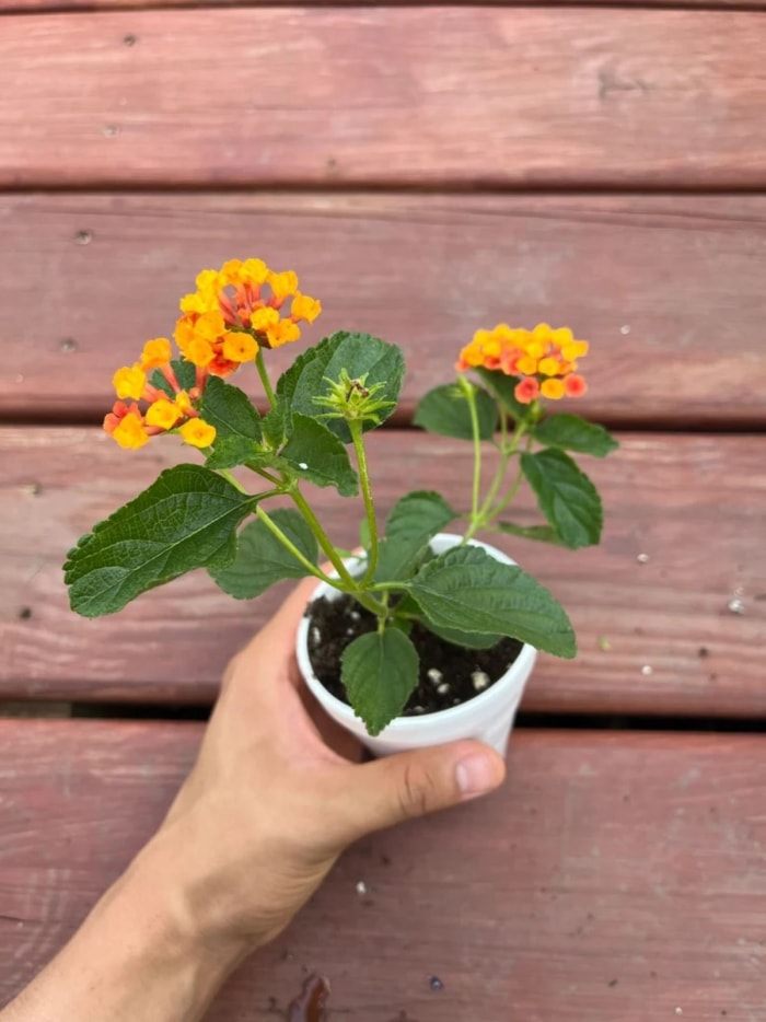 soins de lantana