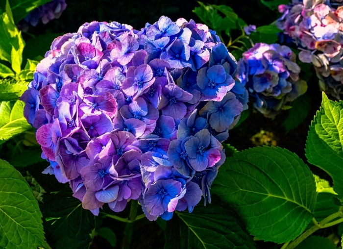 Plantez ces 12 hortensias pour un jardin époustouflant