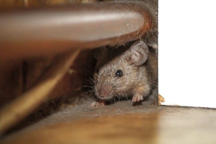 les façons dont les rats détruisent votre maison - un rat qui rampe sous un tuyau