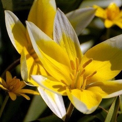 Tulipes botaniques : Joyaux du jardin