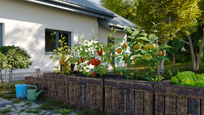 parterres de jardin devant la maison