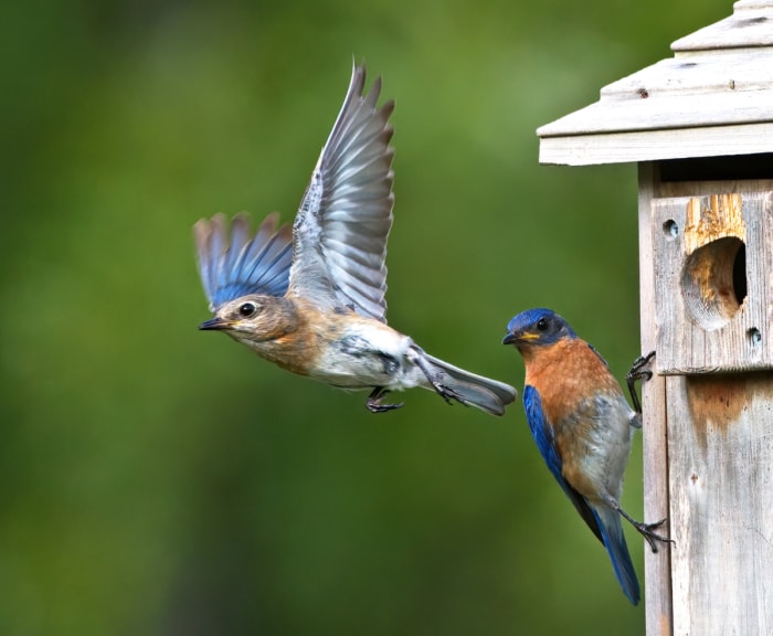 deux oiseaux bleus avec un nichoir