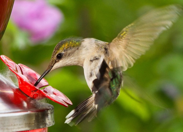 25 façons d'embellir votre jardin sans rien planter