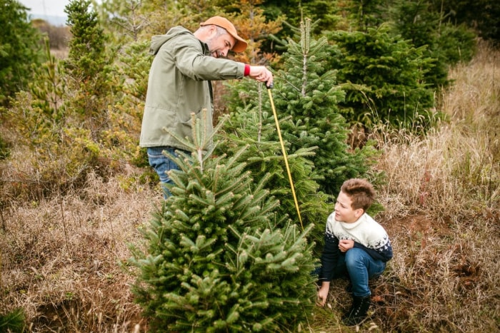 10 choses à savoir avant de couper votre propre sapin de Noël