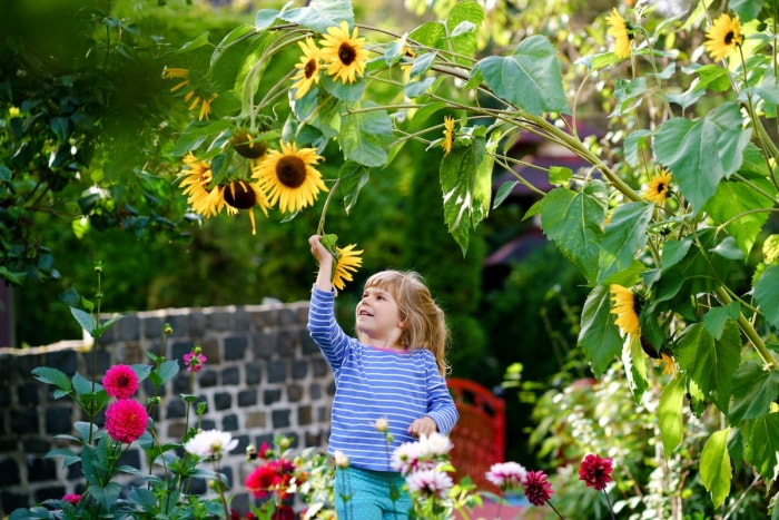 Un enfant tend la main pour tenir et sentir une fleur de tournesol dans un jardin.