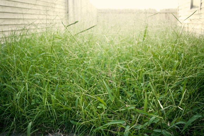 vue basse de l'herbe longue dans une cour envahie par la végétation et éclairée par le soleil