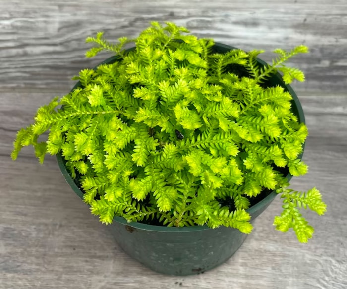 Une plante de mousse de club en pot pour terrariums sur une table.