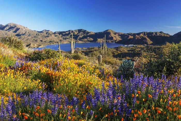 paysage de fleurs sauvages aux couleurs vives au premier plan avec un lac et des montagnes en arrière-plan avec un ciel bleu clair